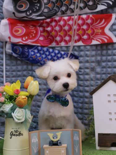 20230524フワリくん